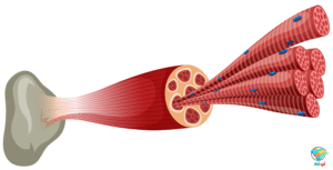 گروه عضلانی