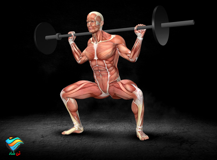 گروه عضلانی